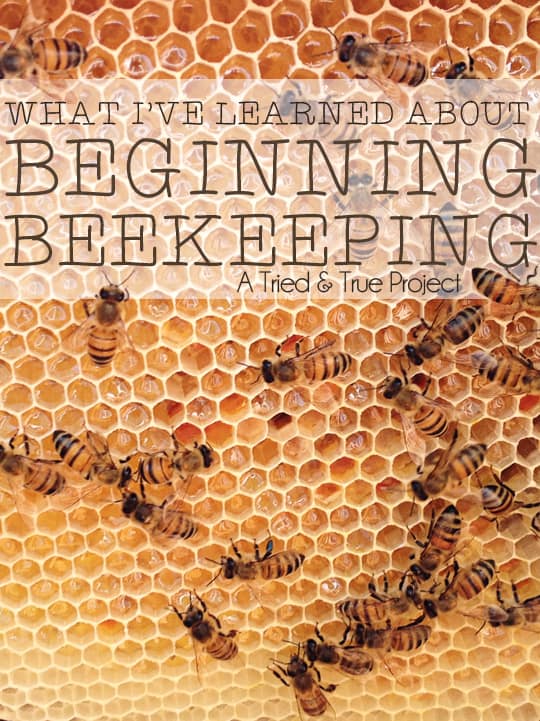 10 important things I've learned since starting my first beehive!