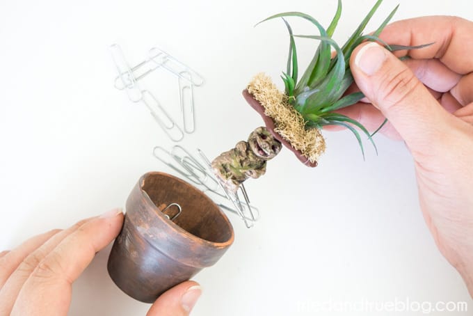 Harry Potter Mandrake Paper Clip Holder - Paper Clips